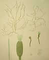 Carpomitra costata var. mediterranea1